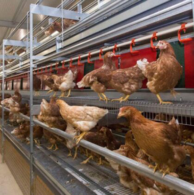El segundo intento de mediación para la revisión salarial del convenio de granjas avícolas termina sin acuerdo