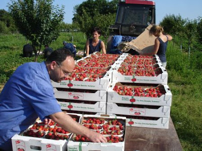 UGT FICA consigue garantizar la igualdad de derechos para las personas trabajadoras del campo en Huelva